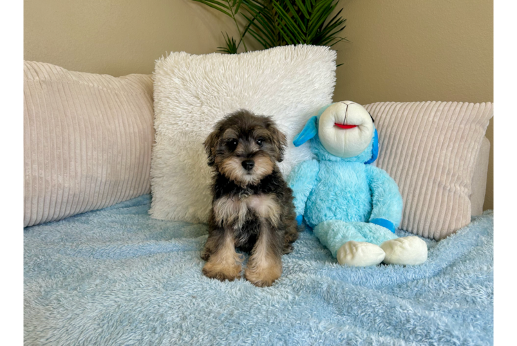 Cute Mini Schnoodle Baby