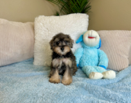 9 week old Mini Schnoodle Puppy For Sale - Lone Star Pups