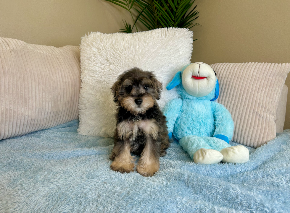 Cute Mini Schnoodle Baby