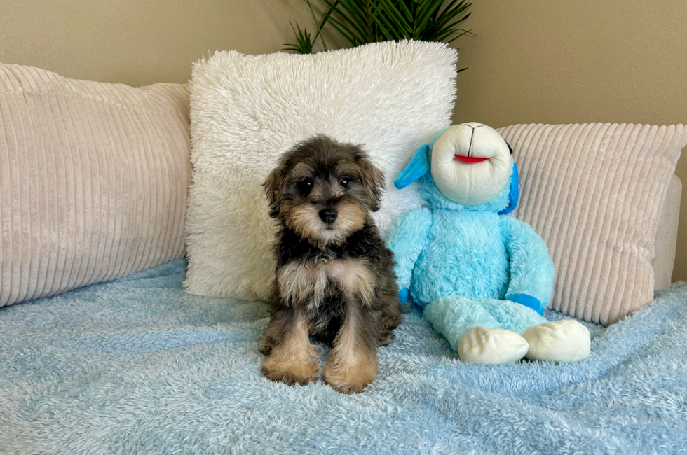 9 week old Mini Schnoodle Puppy For Sale - Lone Star Pups