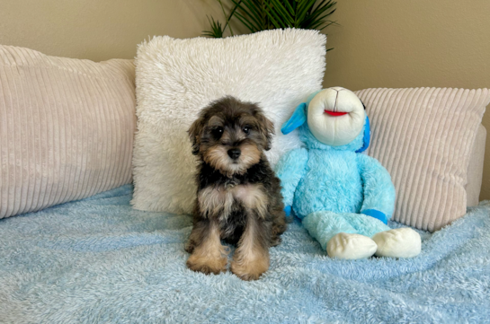 Cute Mini Schnoodle Baby