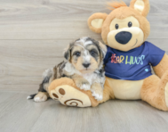 6 week old Mini Schnoodle Puppy For Sale - Lone Star Pups