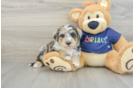 Cute Mini Schnoodle Poodle Mix Puppy