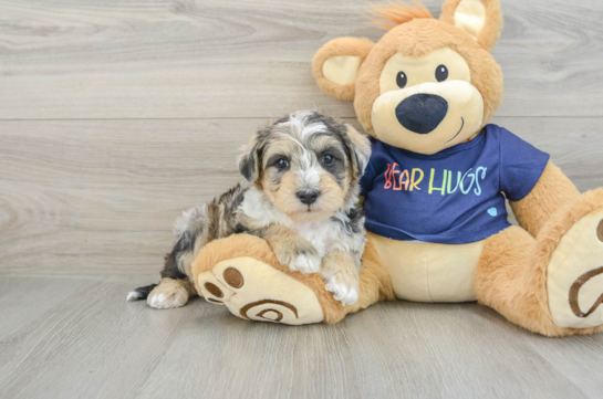 Cute Mini Schnoodle Poodle Mix Puppy