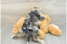 Best Mini Schnoodle Baby