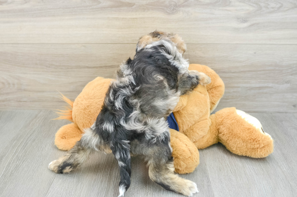 Best Mini Schnoodle Baby