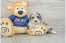 Cute Mini Schnoodle Poodle Mix Puppy
