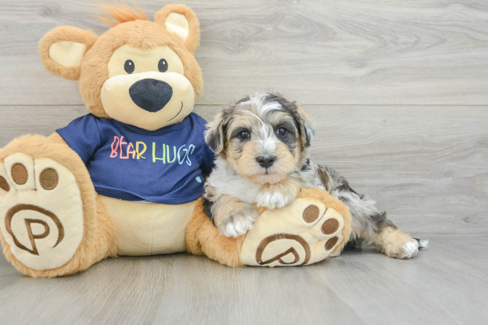 Cute Mini Schnoodle Poodle Mix Puppy