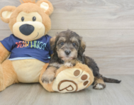 9 week old Mini Schnoodle Puppy For Sale - Lone Star Pups
