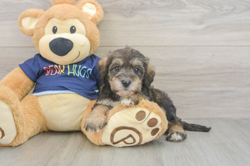5 week old Mini Schnoodle Puppy For Sale - Lone Star Pups