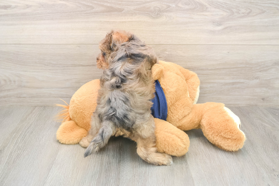 Cute Mini Schnoodle Baby