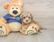 5 week old Mini Schnoodle Puppy For Sale - Lone Star Pups