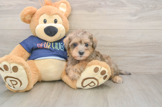 Mini Schnoodle Puppy for Adoption