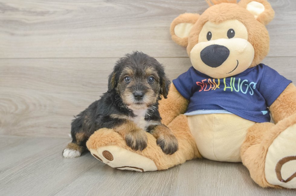 5 week old Mini Schnoodle Puppy For Sale - Lone Star Pups