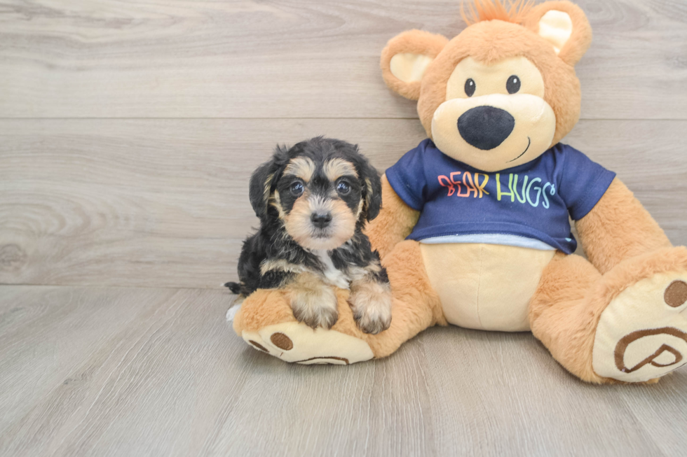 Cute Mini Schnoodle Baby