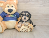 7 week old Mini Schnoodle Puppy For Sale - Lone Star Pups