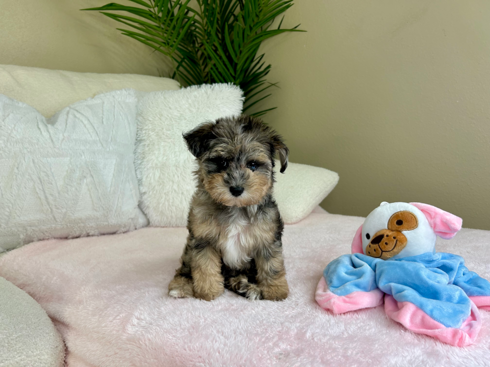 Best Mini Schnoodle Baby