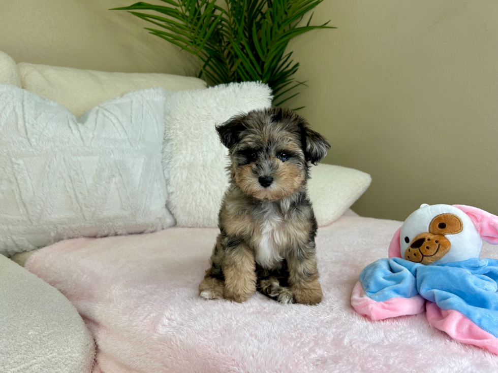 Cute Mini Schnoodle Baby