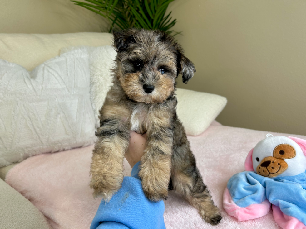 Mini Schnoodle Puppy for Adoption