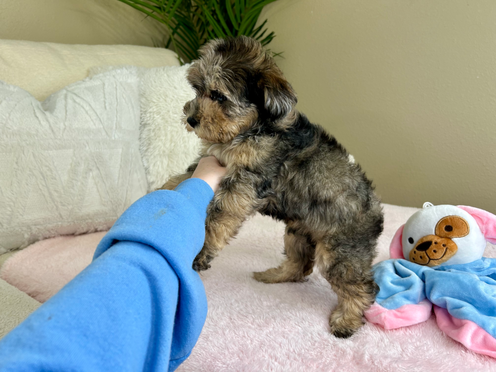 Mini Schnoodle Pup Being Cute