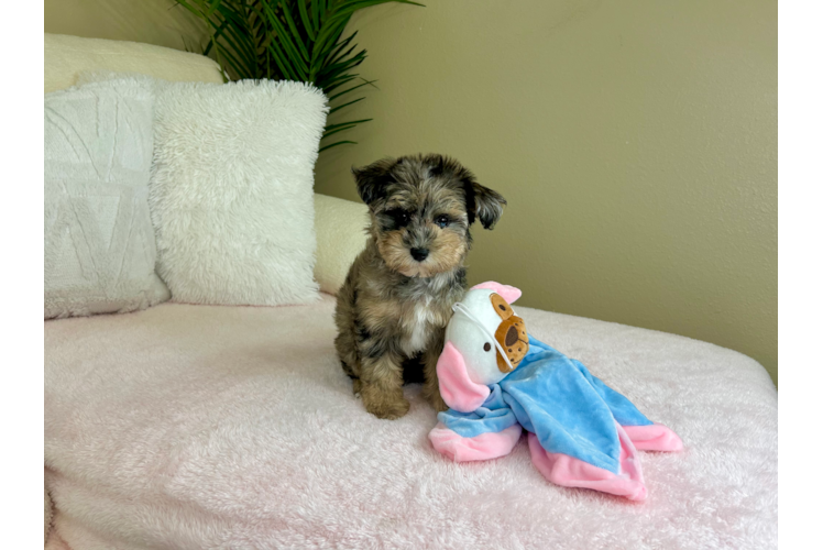 Mini Schnoodle Puppy for Adoption