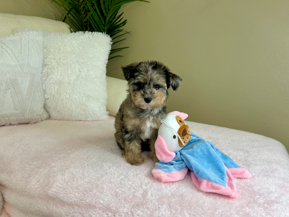 Mini Schnoodle Puppy for Adoption