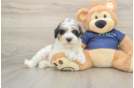 Best Mini Schnoodle Baby