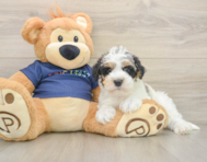 6 week old Mini Schnoodle Puppy For Sale - Lone Star Pups