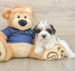 7 week old Mini Schnoodle Puppy For Sale - Lone Star Pups