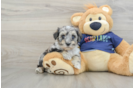 Best Mini Schnoodle Baby