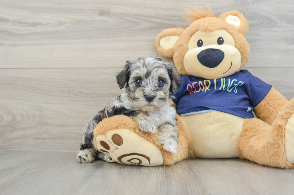 Best Mini Schnoodle Baby