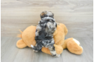 Mini Schnoodle Puppy for Adoption