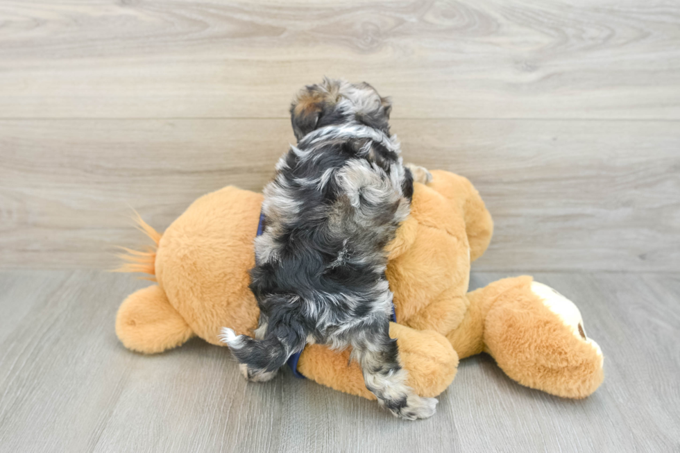 Mini Schnoodle Puppy for Adoption