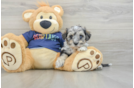 Best Mini Schnoodle Baby