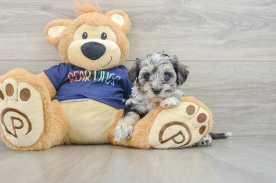 Best Mini Schnoodle Baby
