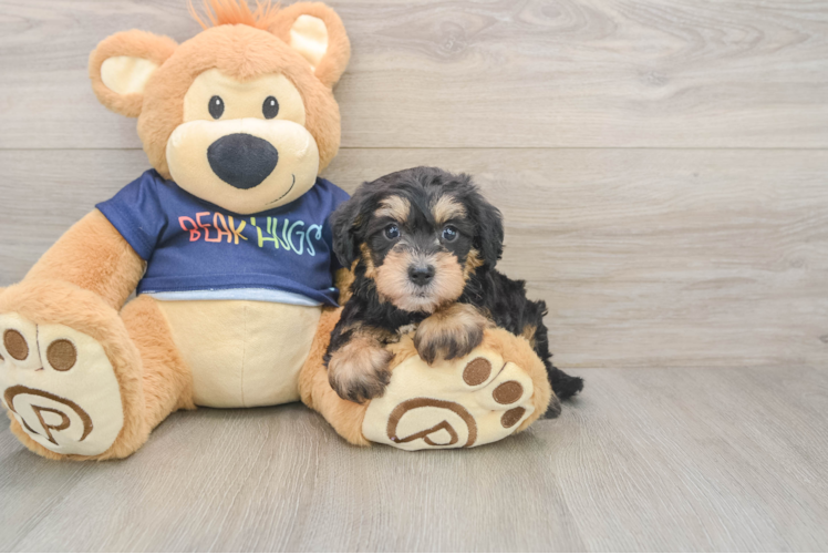 Cute Mini Schnoodle Poodle Mix Puppy