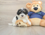 6 week old Mini Schnoodle Puppy For Sale - Lone Star Pups