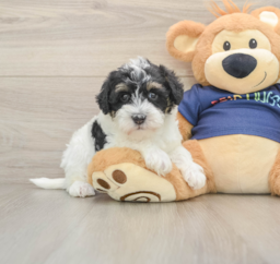 7 week old Mini Schnoodle Puppy For Sale - Lone Star Pups