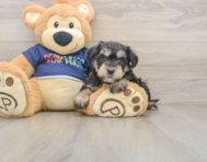 7 week old Mini Schnoodle Puppy For Sale - Lone Star Pups