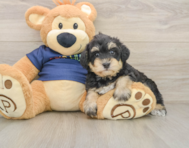 6 week old Mini Schnoodle Puppy For Sale - Lone Star Pups
