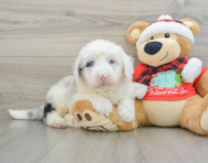 5 week old Mini Sheepadoodle Puppy For Sale - Lone Star Pups