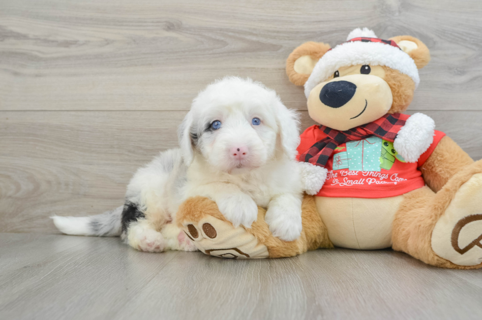 5 week old Mini Sheepadoodle Puppy For Sale - Lone Star Pups