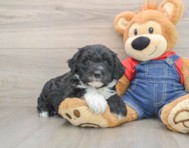 5 week old Mini Sheepadoodle Puppy For Sale - Lone Star Pups