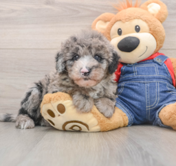 5 week old Mini Sheepadoodle Puppy For Sale - Lone Star Pups