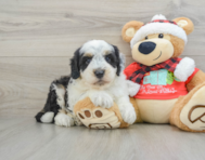 5 week old Mini Sheepadoodle Puppy For Sale - Lone Star Pups