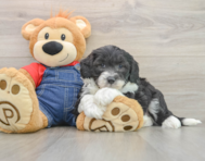 6 week old Mini Sheepadoodle Puppy For Sale - Lone Star Pups