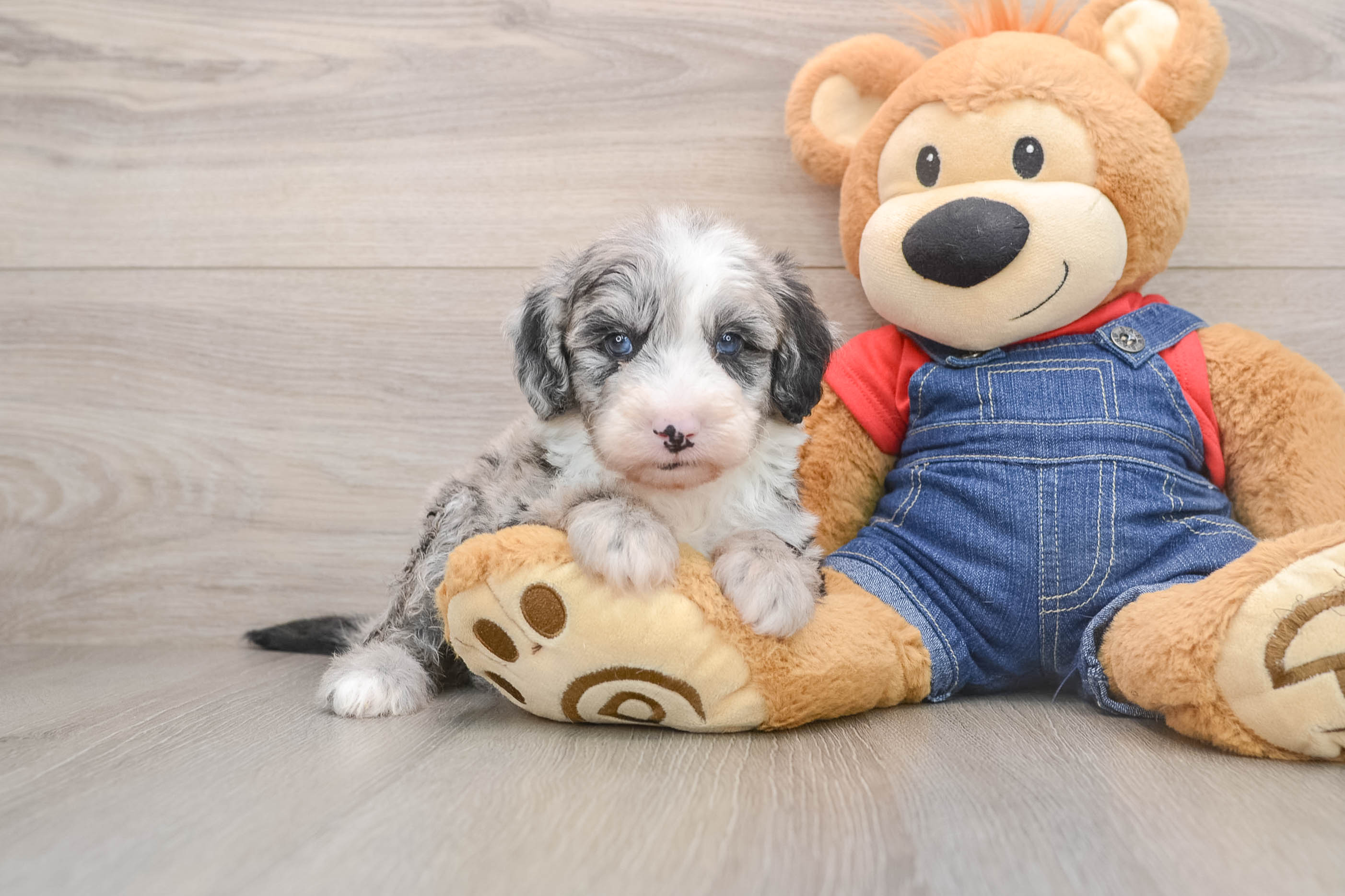 Smart Mini Sheepadoodle Poodle Mix Pup