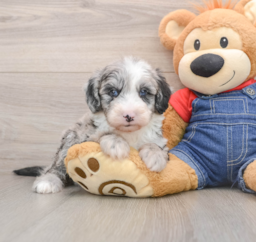 5 week old Mini Sheepadoodle Puppy For Sale - Lone Star Pups