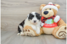 Best Mini Sheepadoodle Baby