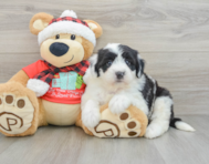 5 week old Mini Sheepadoodle Puppy For Sale - Lone Star Pups